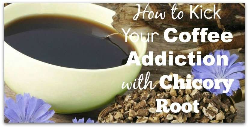 How to Kick Coffee Addiction with Chicory Root