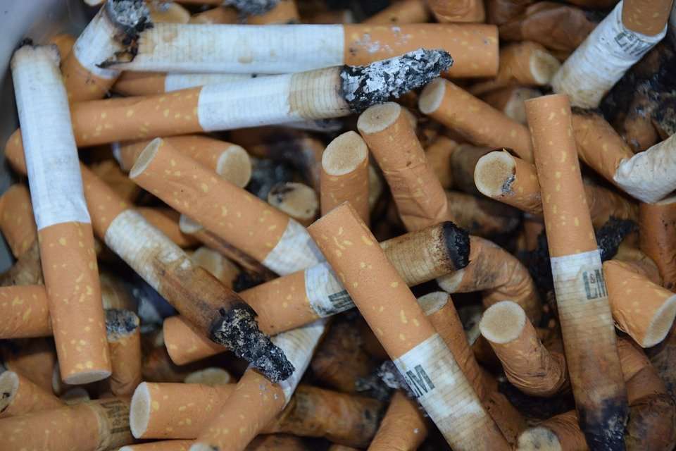 The Genetic Basis of Nicotine Addiction  The Aggie Transcript