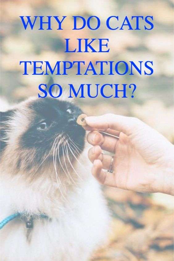 WHY DO CATS LIKE TEMPTATIONS SO MUCH?