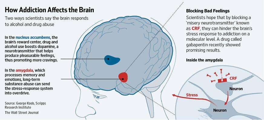 WSJ Graphics on Twitter: " How addiction affects the brain ...